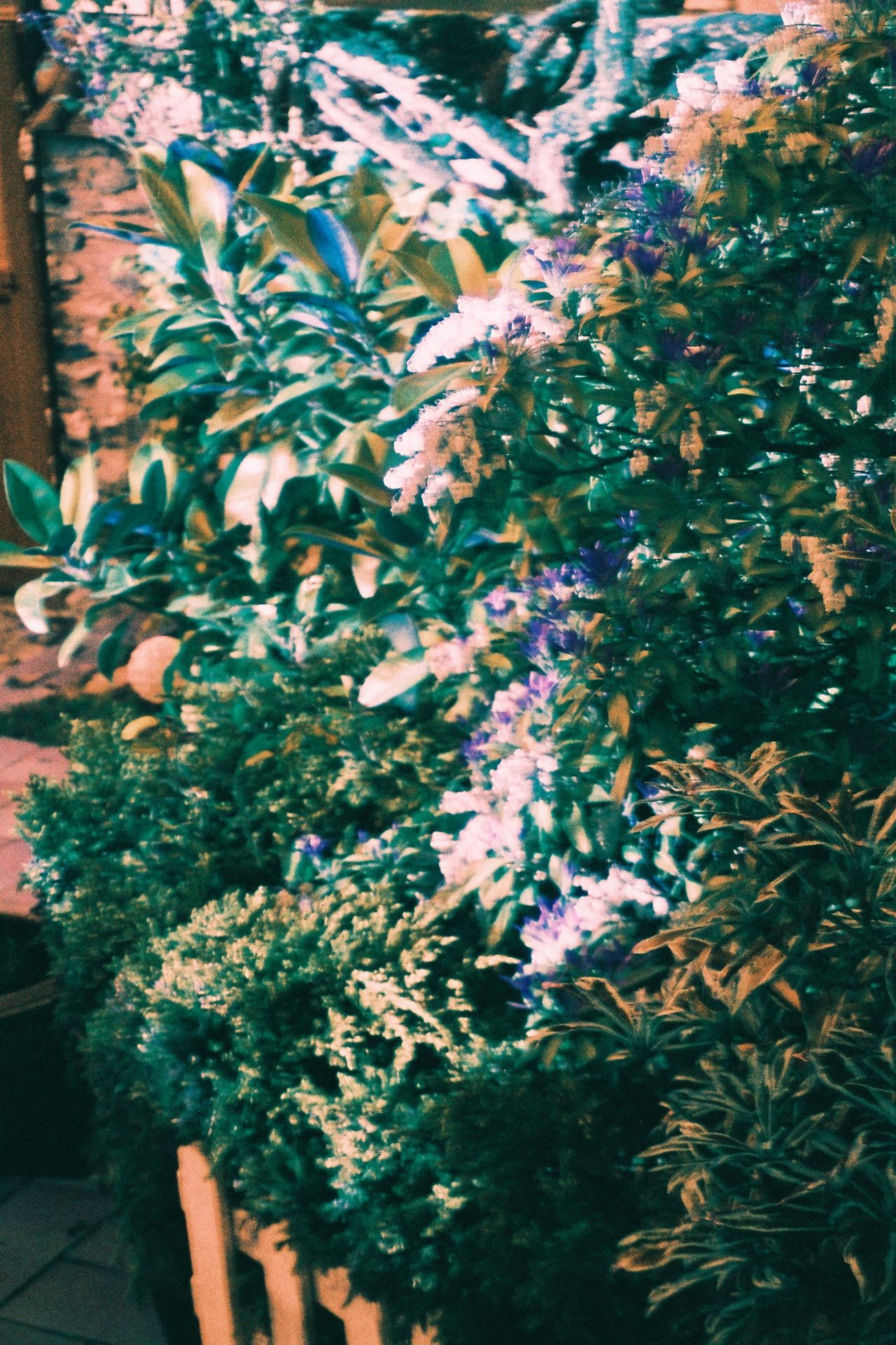 Test Harman switsh Azure feuillage