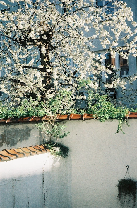 Exemple du film OptiColour avec une photo de jardin dans Bruxelles