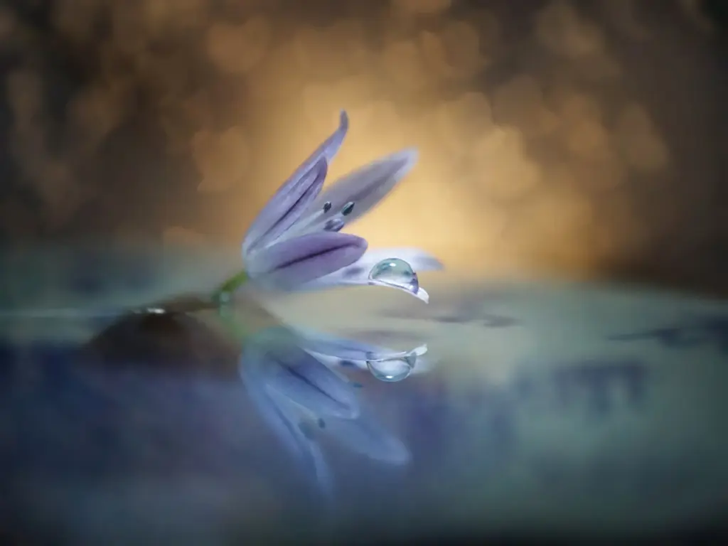 Vuarnesson_Marjolaine_13_Reflet petite fleur.webp