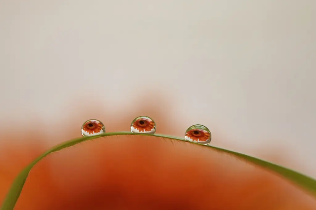 Vuarnesson_Marjolaine_05_Red Family.webp