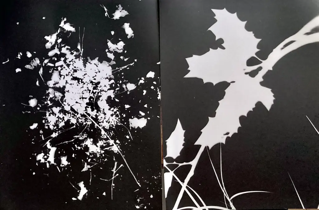 Photogram workshop